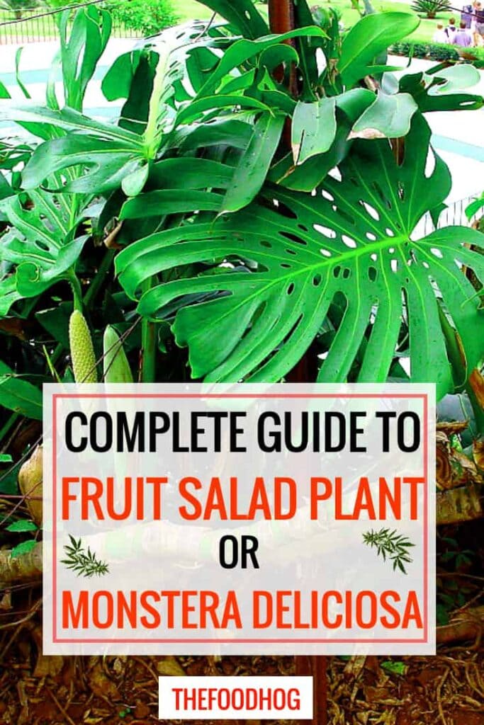 fruit salad plant