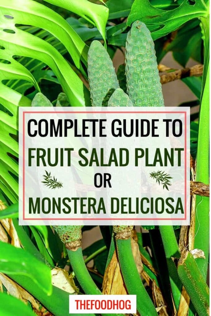fruit salad plant monstera deliciosa