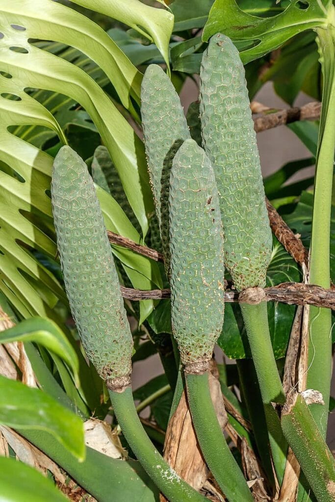 fruit salad plant