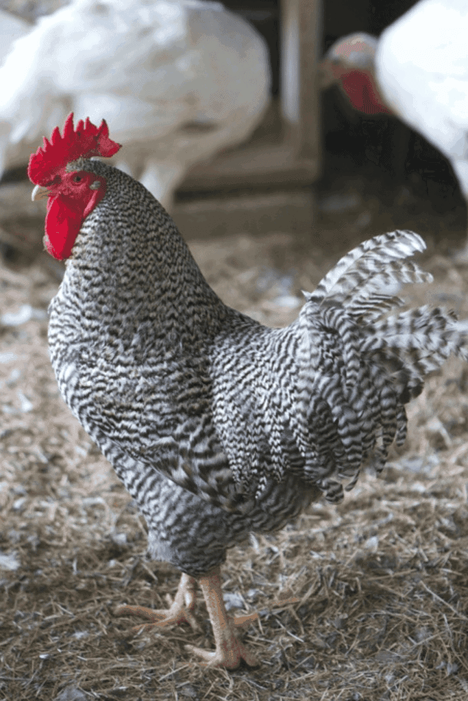 Barred Rock Chickens Buyer's Guide Pampered Chicken Mama Raising Backyard Chickens