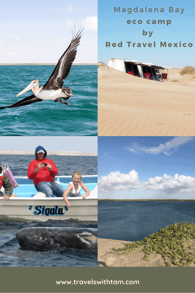 magdalena bay, eco camping, whale watching in magdalena bay, gray whale migration, magdalena bay baja, gray whales