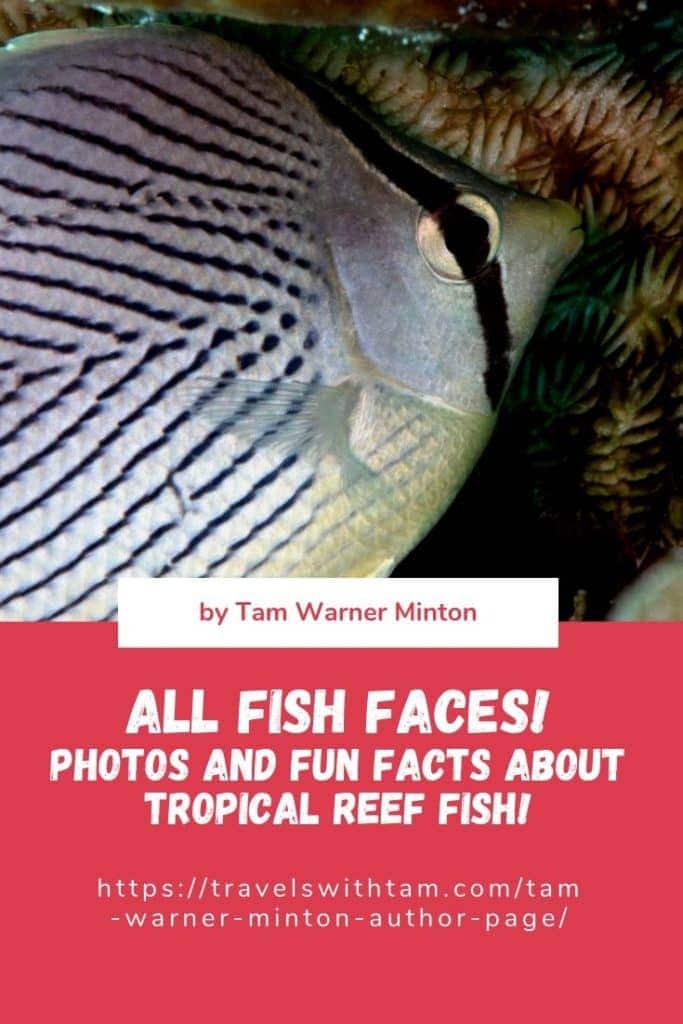 fabulous photo friday returns, fabulous photo friday, fish friends, cozumel