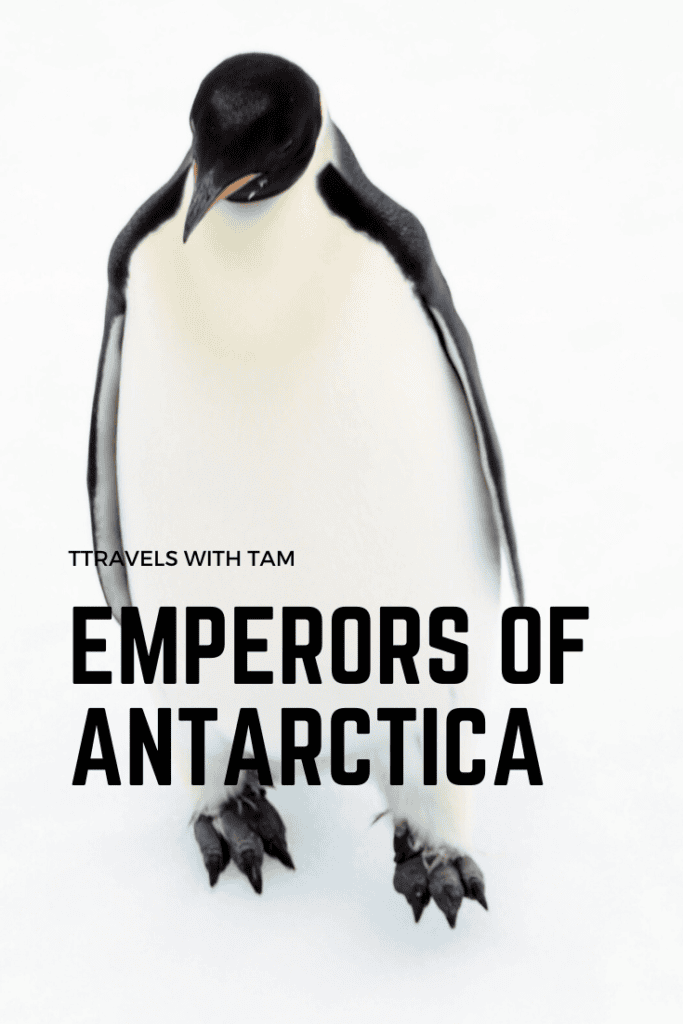 emperor, penguins, natgeo, lindblad, exploring antarctica