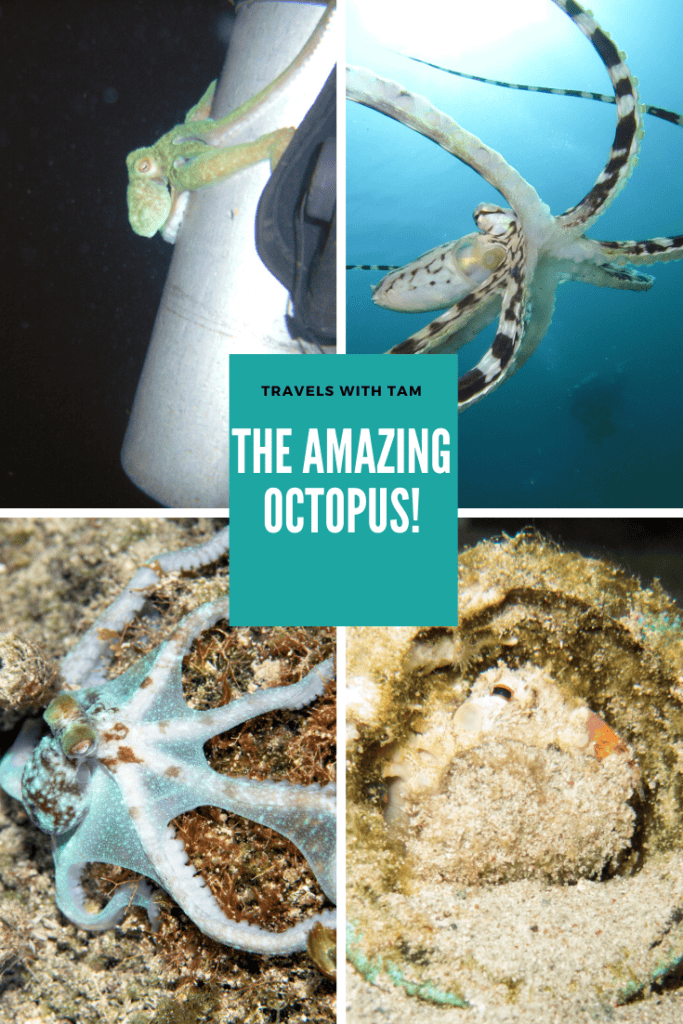 my octopus teacher, octopus, common octopus, caribbean octopus, octopus fun facts