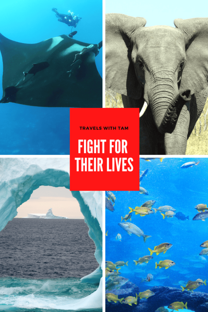 jane goodall, marine megafauna, earth day, sheldrick wildlife trust, queen of mantas