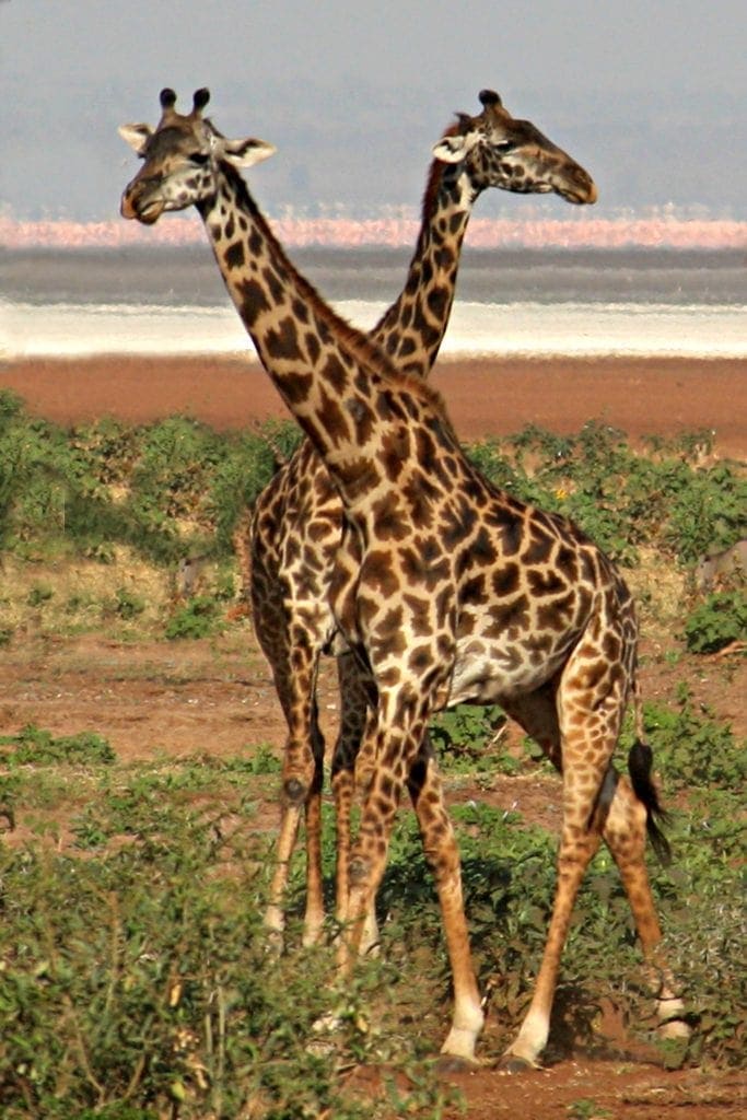 the same 2 giraffes from the beginning of the article, with pink lake behind