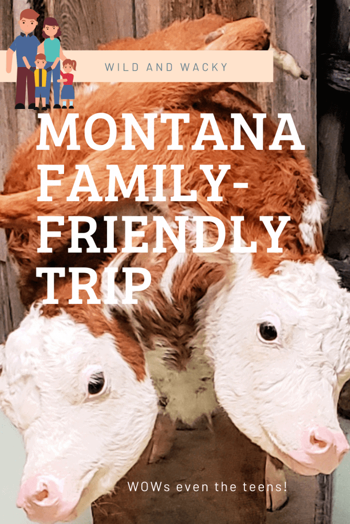 Pinterest pin that says "wild and wacky Montana family-friendly trip" with photo of 2-headed calf