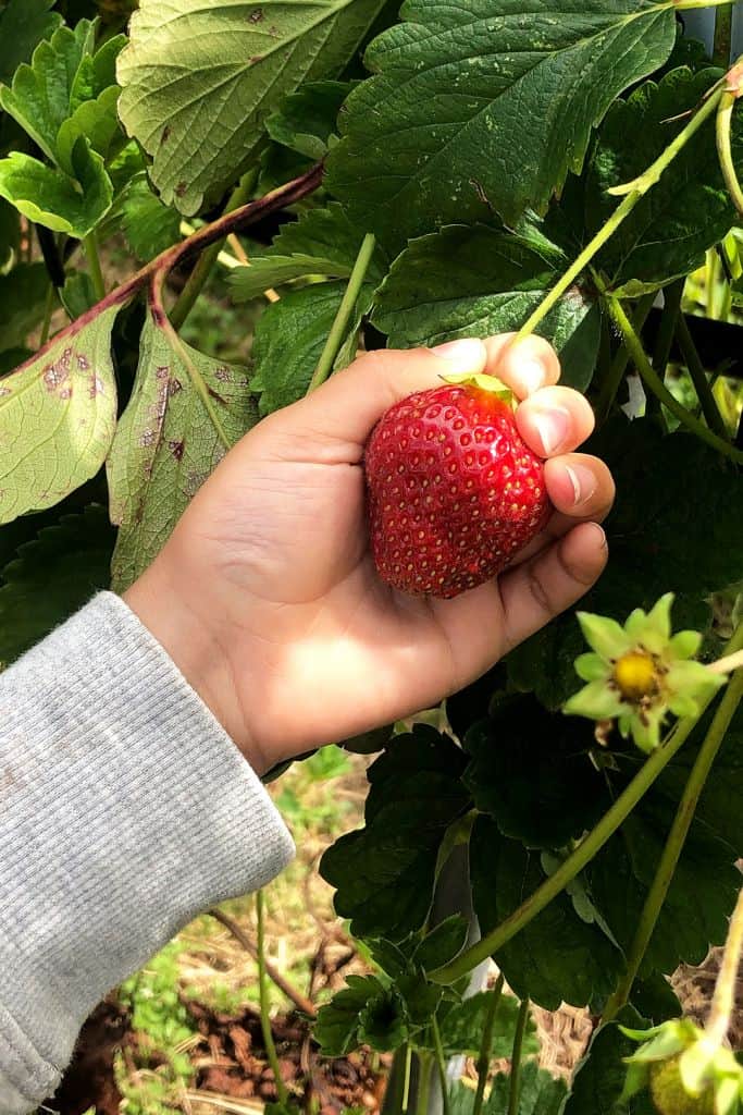 Pick Your Own Strawberries at Sharnfold Farm Eastbourne