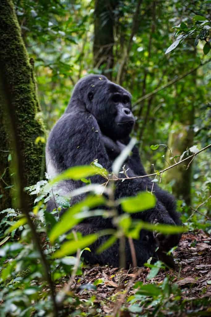 gorilla trek Uganda