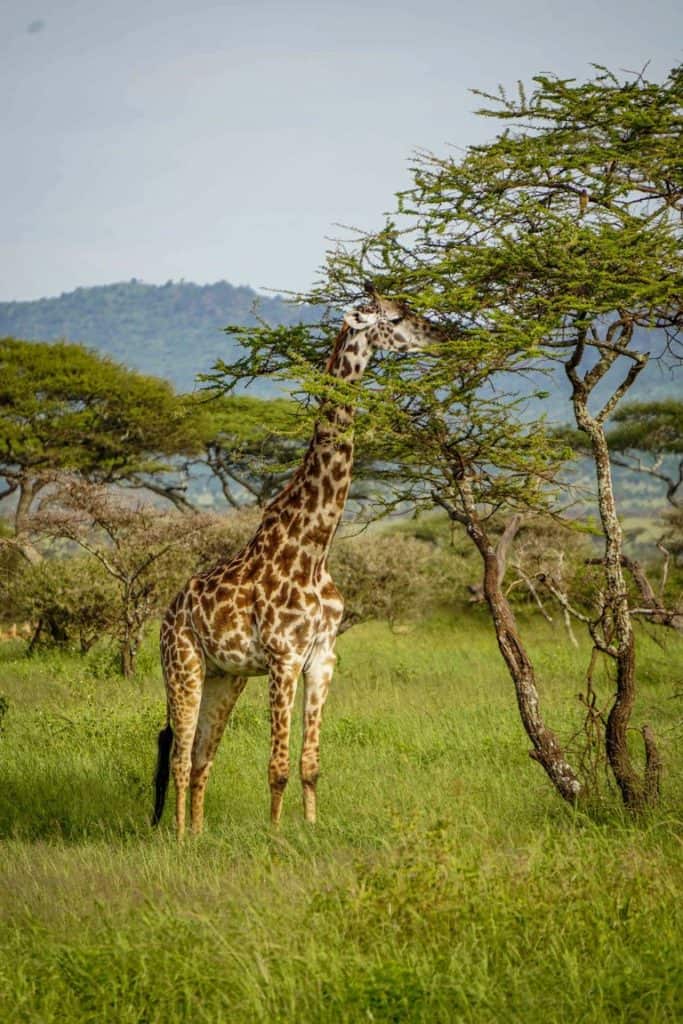 Giraffe serengeti bush camp safari