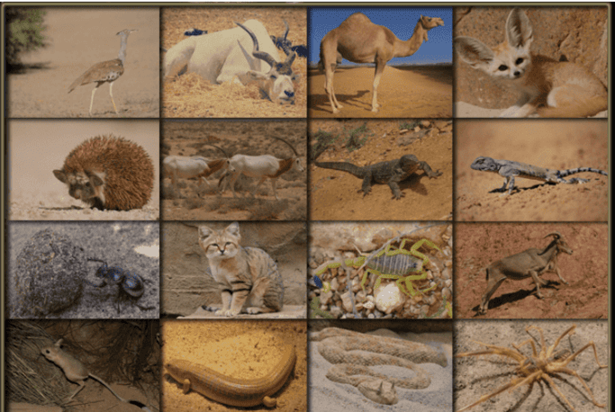 Everything You Need To Know About Visiting The Sahara Desert Wicked Good Travel Tips