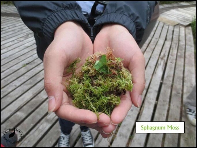 Sphagnum_Moss Sphagnum Moss