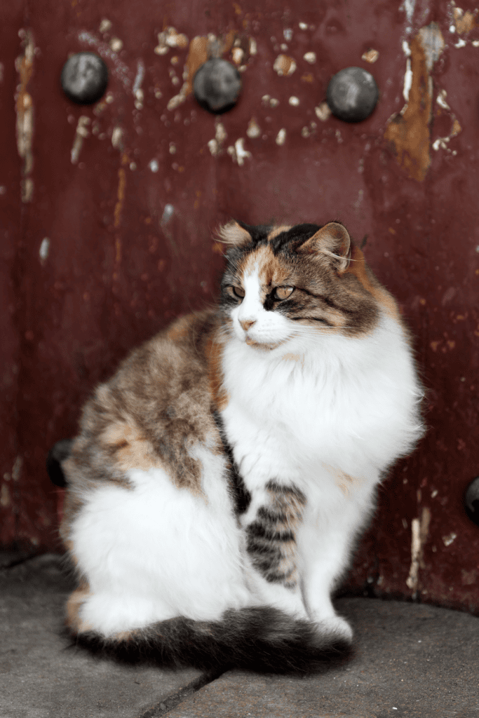 Essaouira, Marokko, Katzen, Marrakesch Blog, Fotograf Sebastian Hilpert