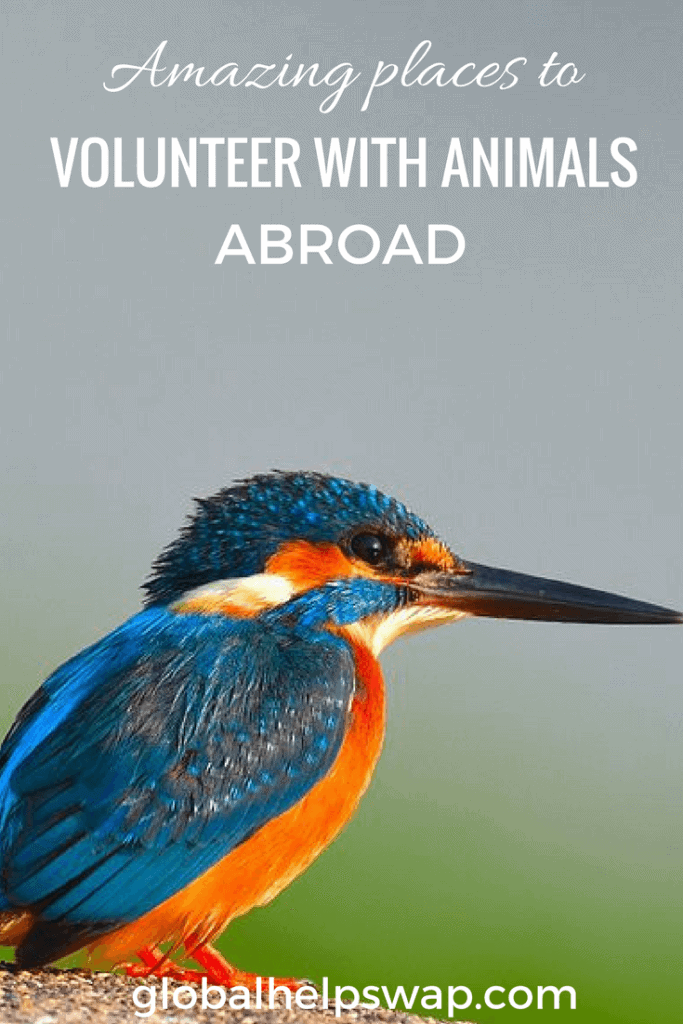 Places to volunteer with animals abroad