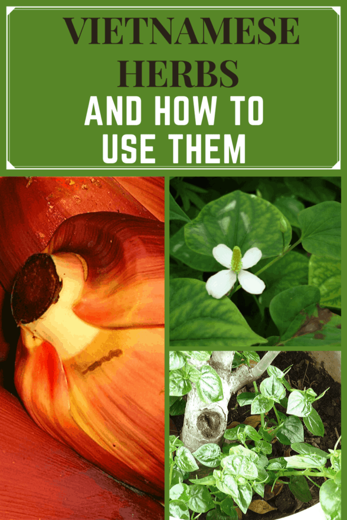 vietnamese herbs