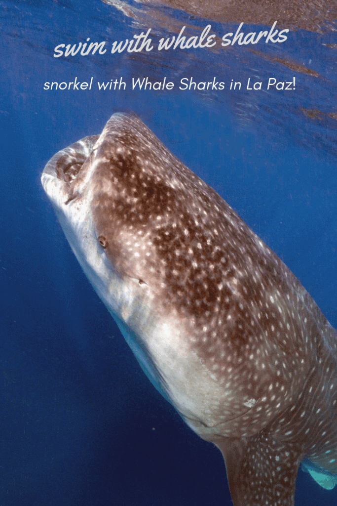 swim with whale sharks, snorkel with whale sharks in la paz