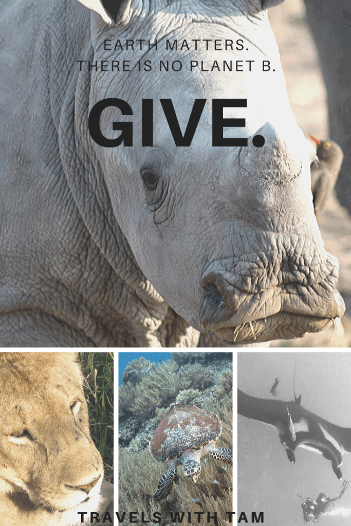 no planet b, planet b, save the rhino, give, holiday suggestions, big cat