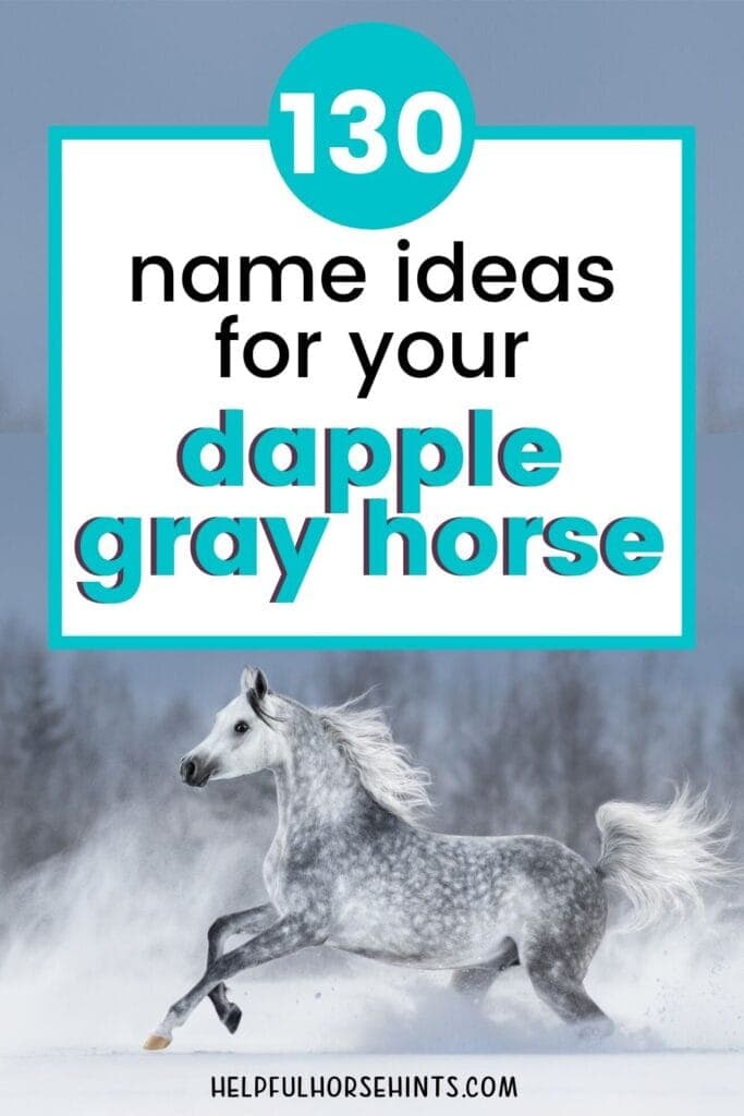 Good Names For Grey Male Horses لم يسبق له مثيل الصور Tier3 Xyz