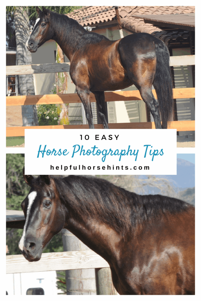 Horse Photography Tips