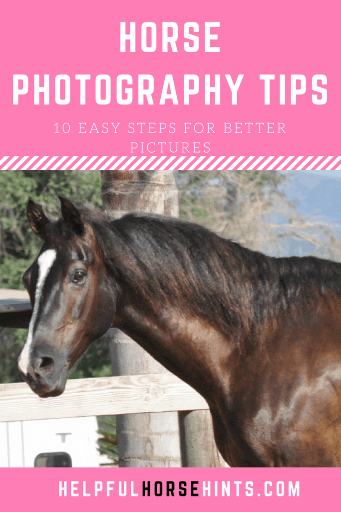 Horse Photography Tips