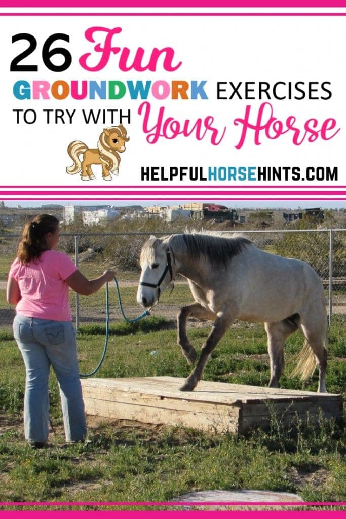 26 Fun Horse Groundwork Exercises To Try