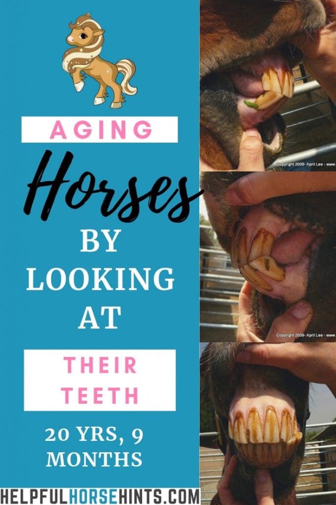 aging horses by their teeth