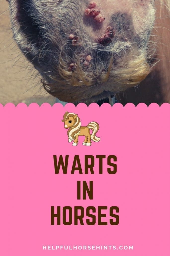 Warts in Young Horses Helpful Horse Hints