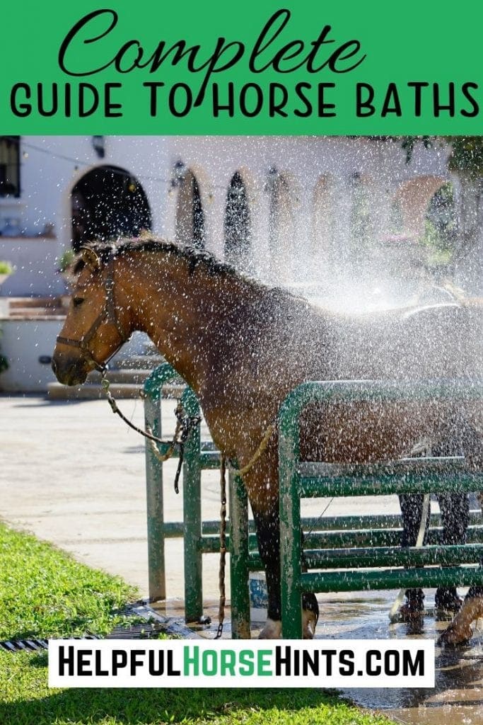 horse getting a bath