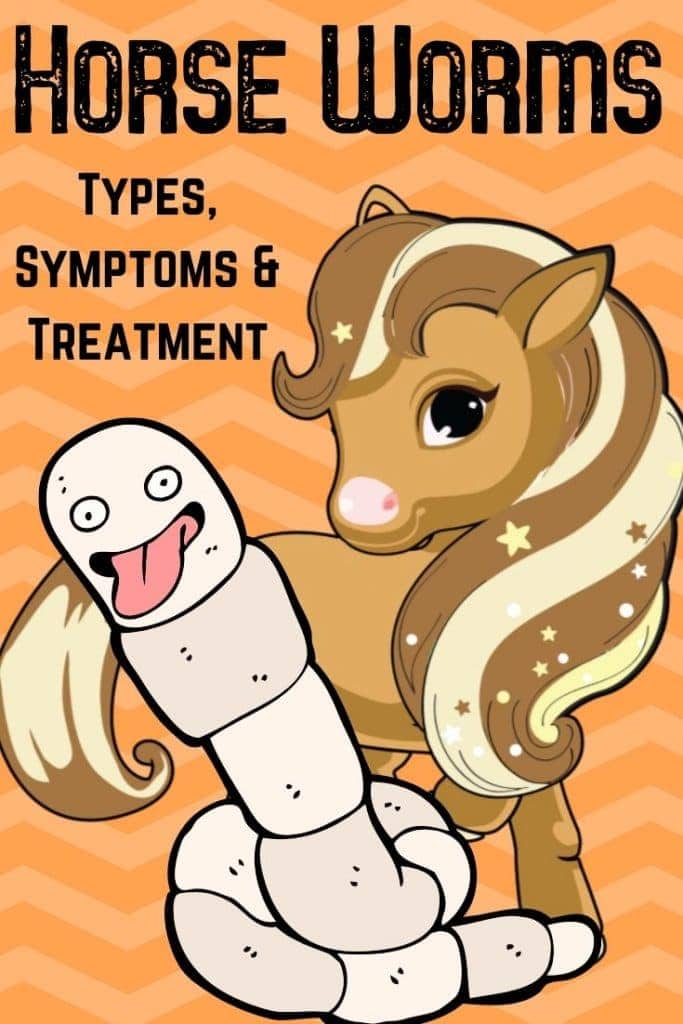Worms In Horses Types, Symptoms & Treatment Options Helpful Horse Hints