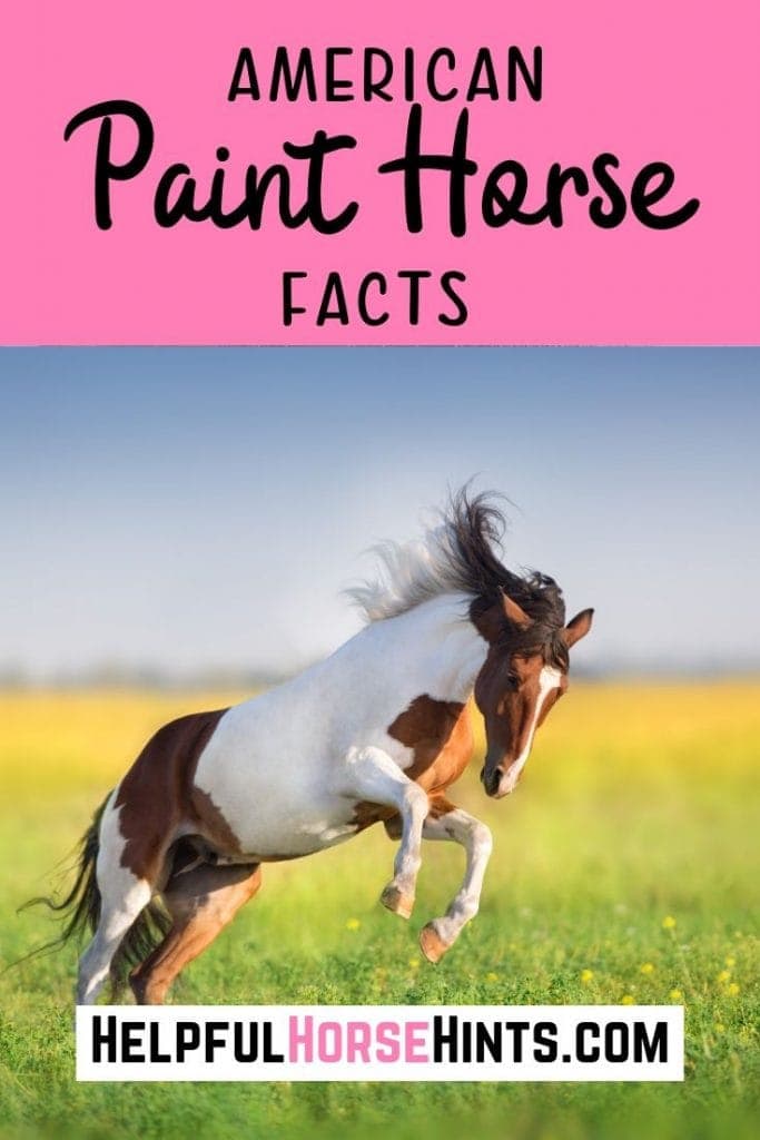 Paint horses are some of the most eye-catching and captivatingly beautiful horses that you will find. Here are just a few of the many eye-opening facts that you may not know about the American paint horse.
