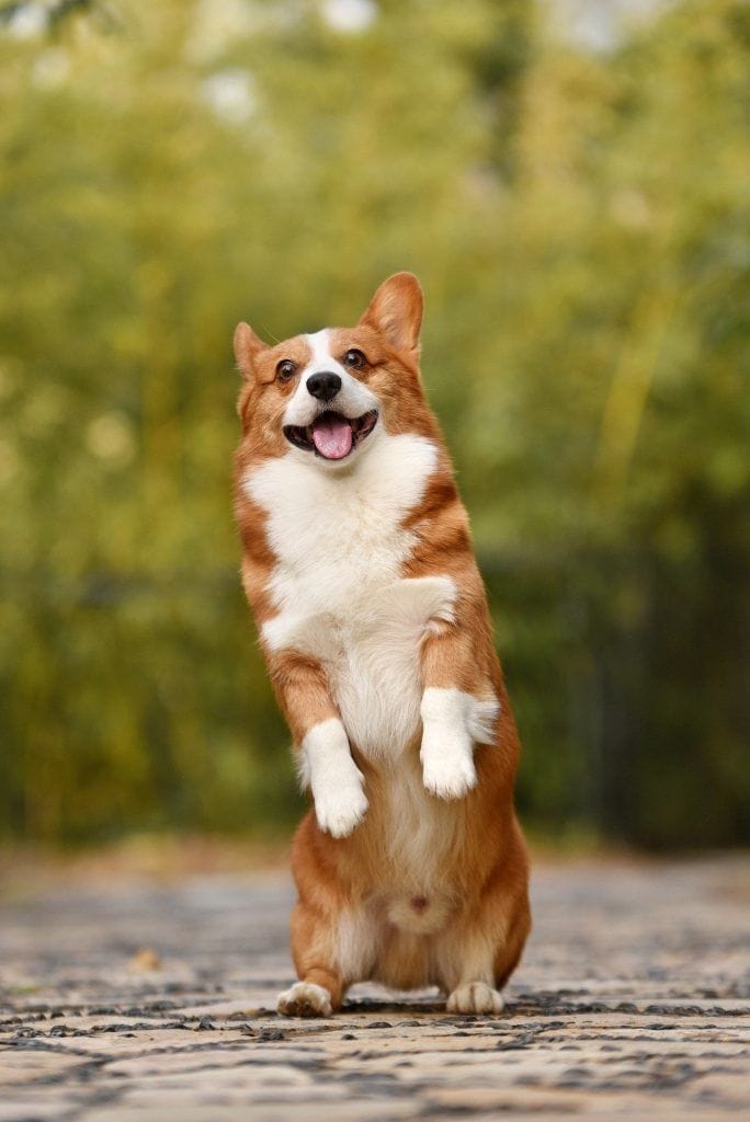 perro sobre dos patas. 50 formas en las que los perros se comunican contigo
