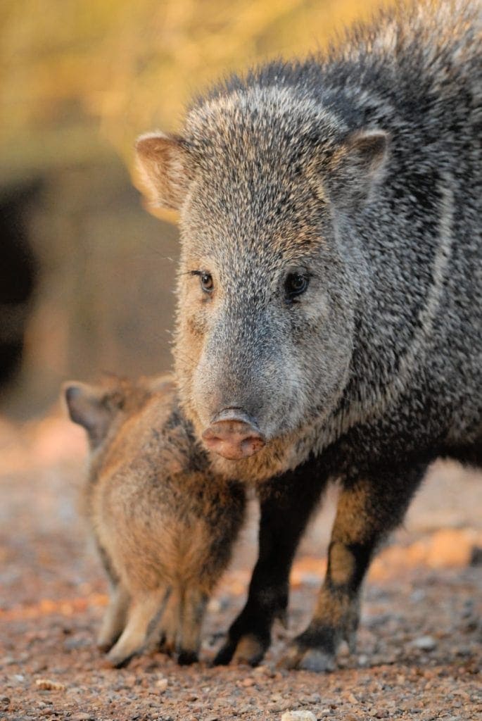 Mother javelina guards baby at her feet - this Arizona animal is quite defensive