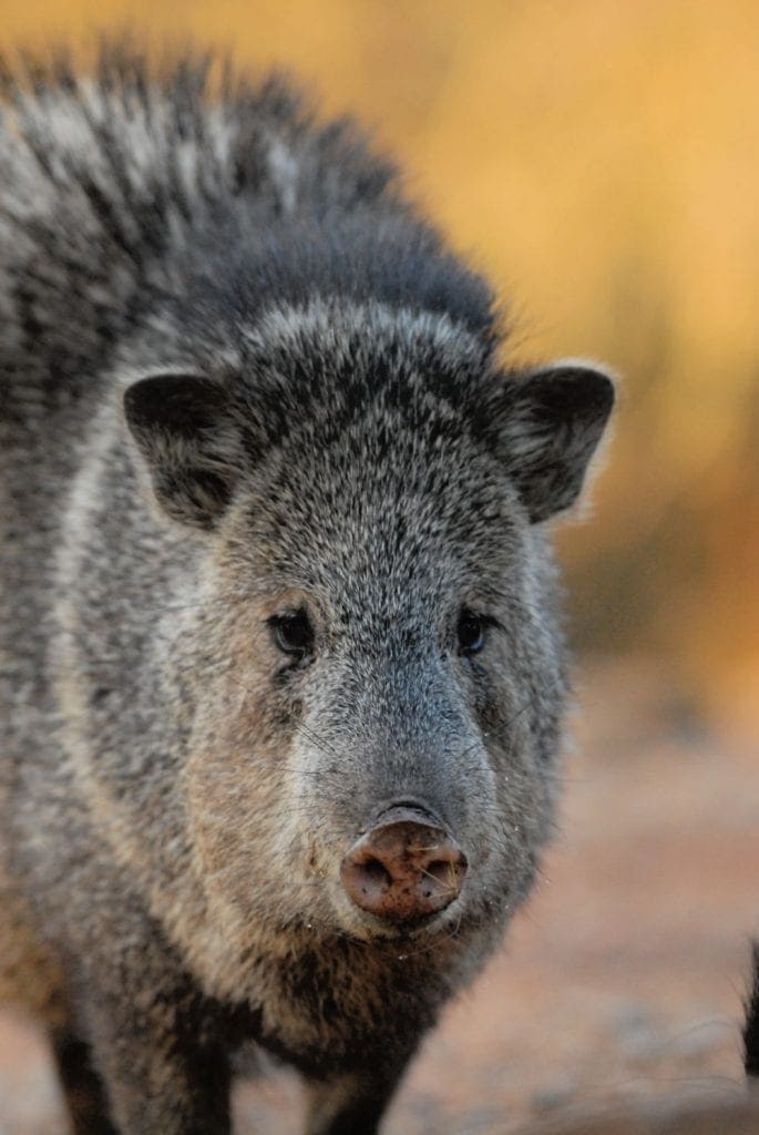 Wildlife Arizona - Javelina looks like a large hamster - fluffy and gray