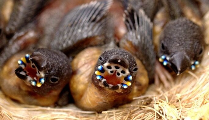Tanda mulut anakan burung finh