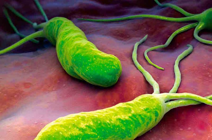 Helicobacter pylori