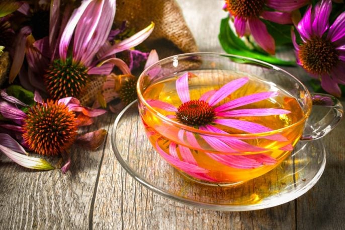 Kann Echinacea mehr als Erkältungen heilen?