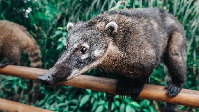 Nasenbär im Nationalpark