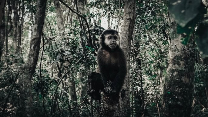 Affe im Nationalpark