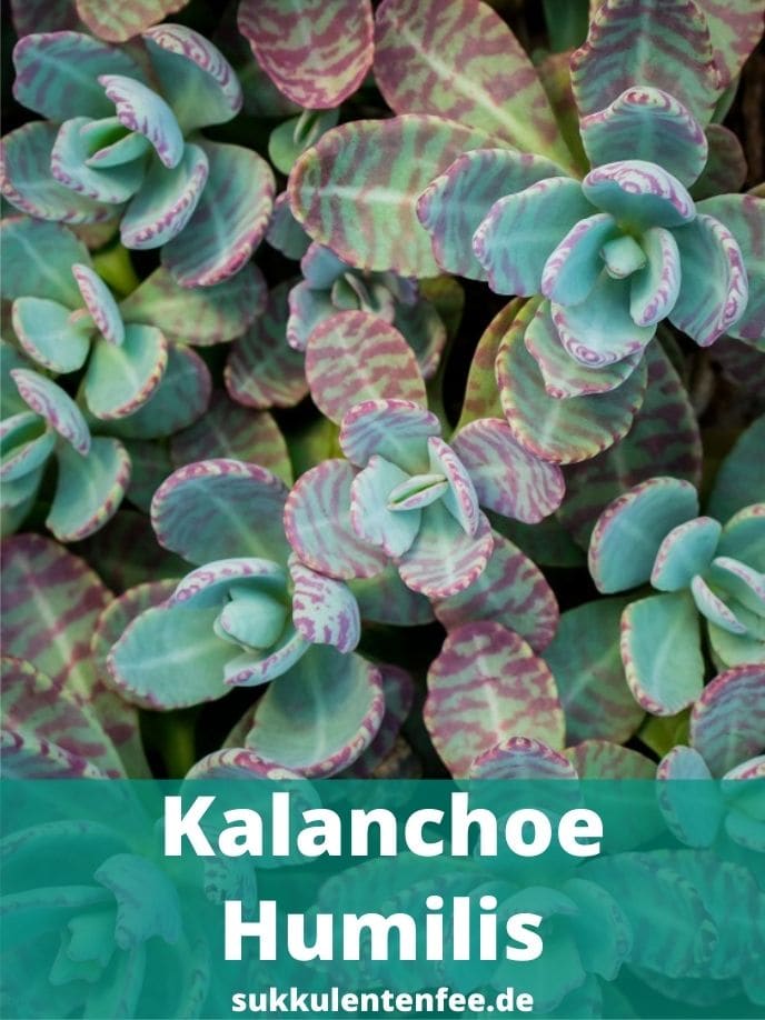 Die schöne Kalanchoe Humilis ist eine Sukkulente.
