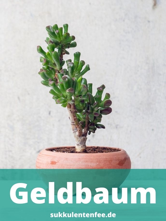 Der Geldbaum im Blumentopf.