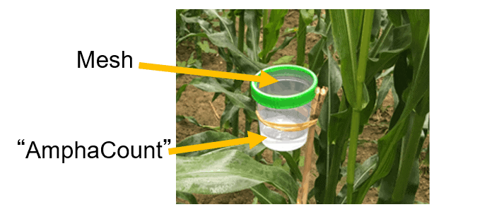 Picture of an improved liquid pollen trap for wheat pollen collection in the field