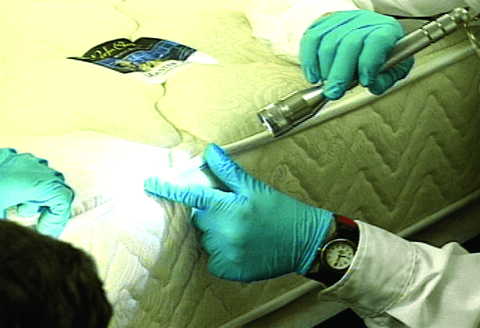 Bed Bug Bed Inspection