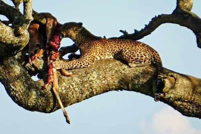 Leopard Serengeti safari
