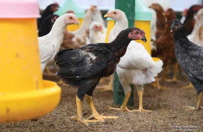 ayam_joper