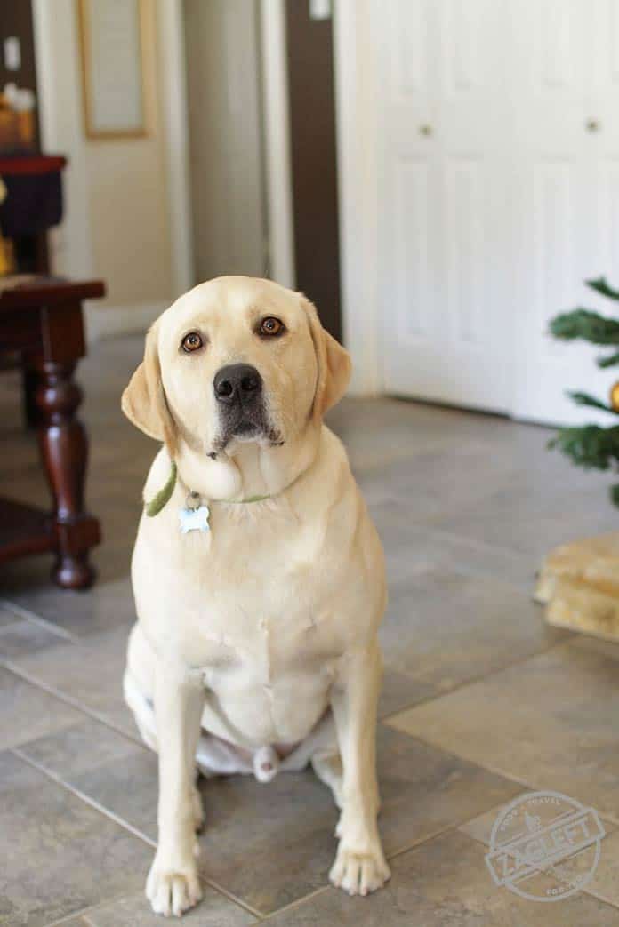 Great picture of my favorite lab Beaux wanting a dog treat | zagleft.com