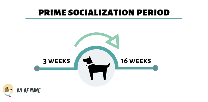 dog socialization timeline