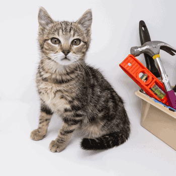 remy Remy-Adopted
