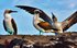 galapagos sea birds