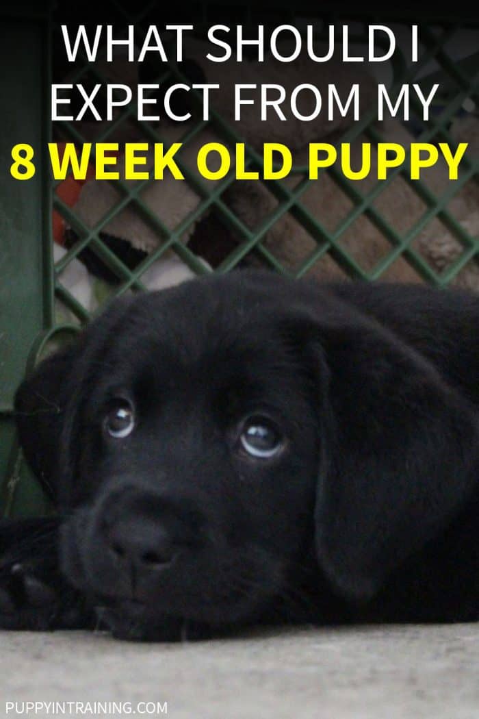 What Should I Expect From My 8 Week Old Puppy Puppy In Training