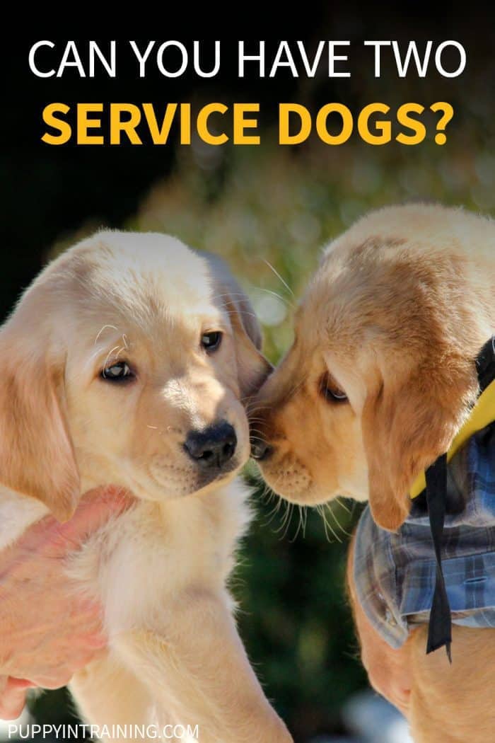 Can You Have Two Service Dogs? - Two Service Dog puppies (yellow labrador retrievers) touching noses.